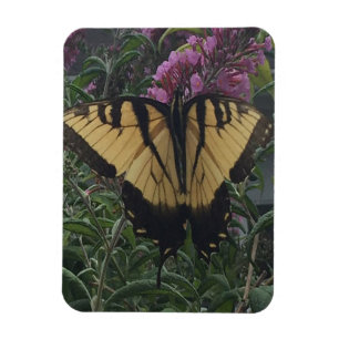 Imán Mariposa amarilla y negra personalizada con foto