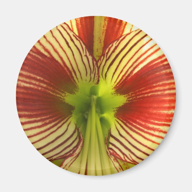 Imán Mariposa Amaryllis (Frente)