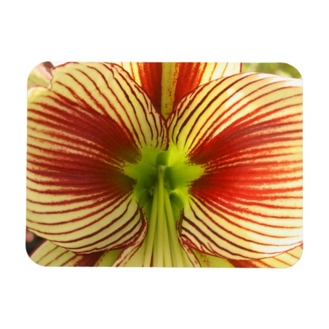 Imán Mariposa Amaryllis (Horizontal)