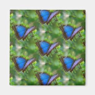 Imán Mariposa azul