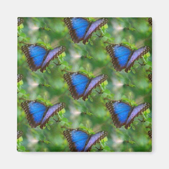 Imán Mariposa azul (Frente)