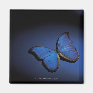 Imán Mariposa azul