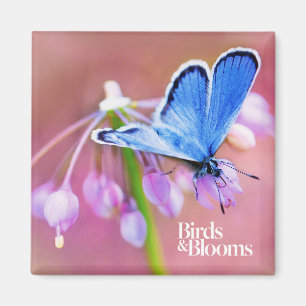 Imán Mariposa azul