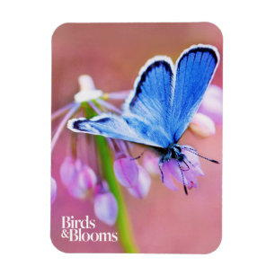 Imán Mariposa azul