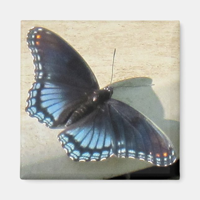 Imán Mariposa azul (Frente)