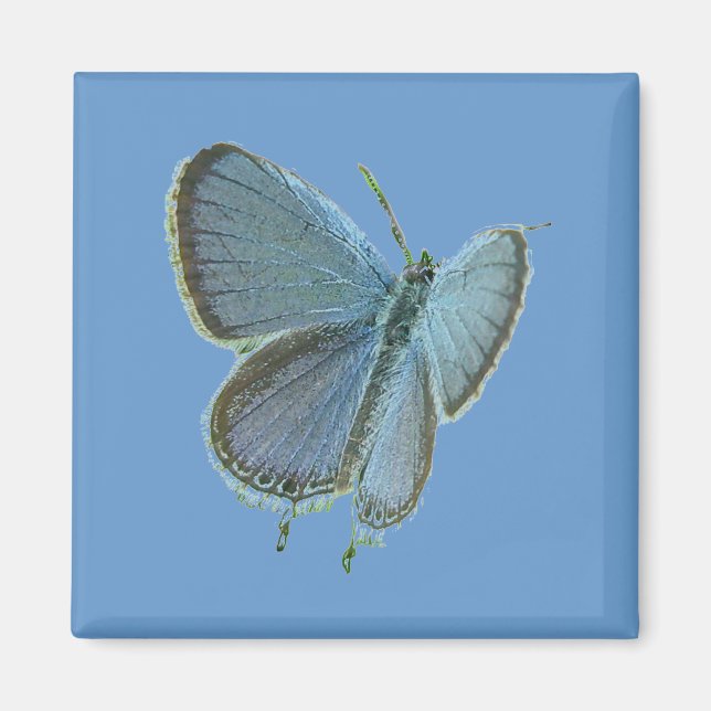Imán Mariposa azul de cola oriental (Frente)