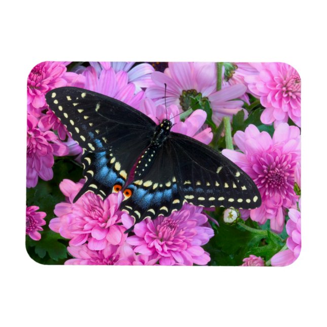 Imán Mariposa Baltimore Checkered (Horizontal)