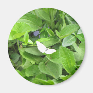 Imán Mariposa blanca