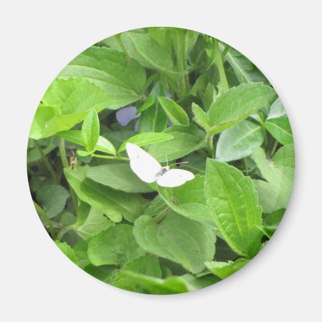 Imán Mariposa blanca (Frente)