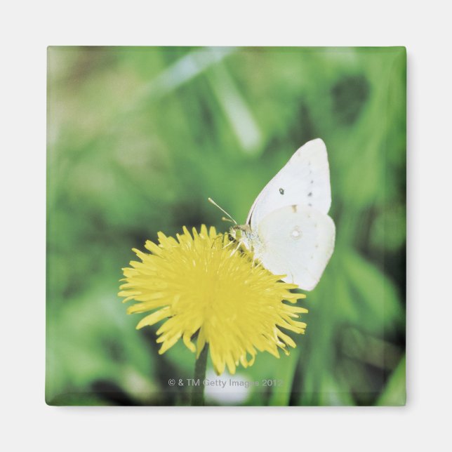 Imán Mariposa blanca alimentándose con un diente de leó (Frente)