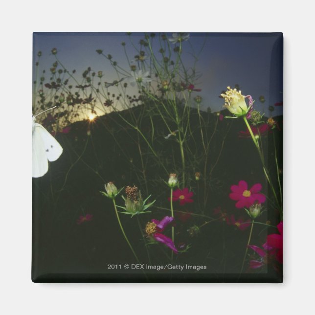 Imán Mariposa Blanca en vuelo al atardecer (Frente)