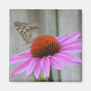 Imán Mariposa bonita