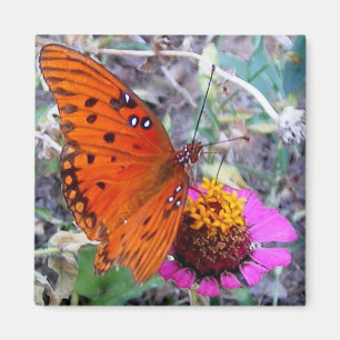 Imán Mariposa bonita