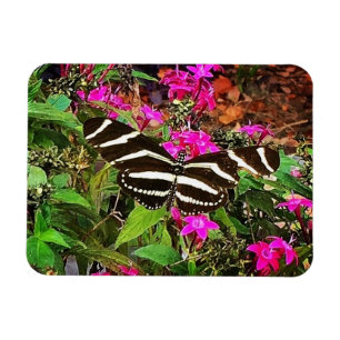 Imán Mariposa cebra