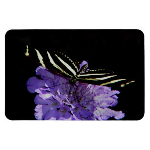 Imán Mariposa cebra