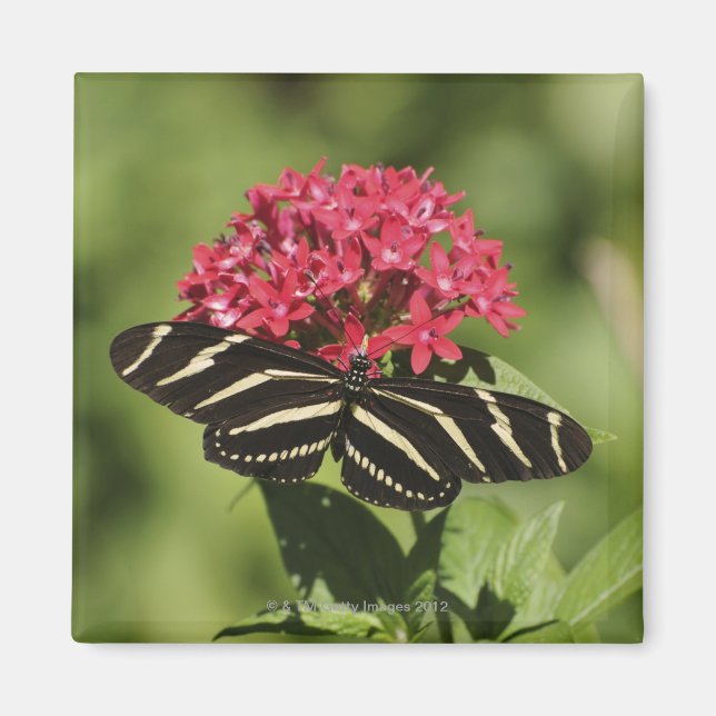 Imán Mariposa cebra de ala larga, Heliconius (Frente)