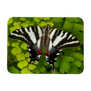 Imán Mariposa cola de golondrina americana