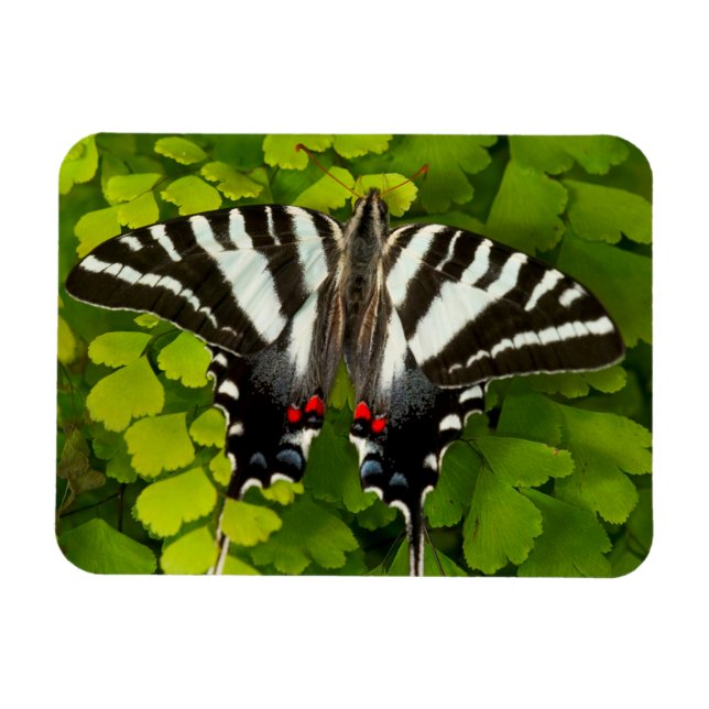 Imán Mariposa cola de golondrina americana (Horizontal)