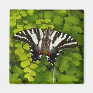 Imán Mariposa cola de golondrina americana