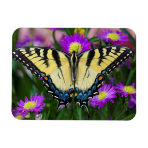 Imán Mariposa cola de golondrina en margarita