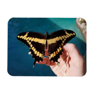 Imán Mariposa cola de golondrina gigante