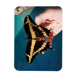 Imán Mariposa cola de golondrina gigante