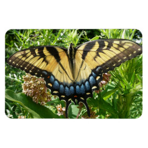 Imán Mariposa cola de golondrina II en Shenandoah