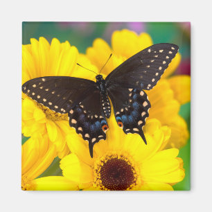 Imán Mariposa cola de golondrina negra