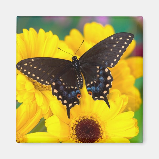Imán Mariposa cola de golondrina negra (Frente)