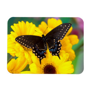 Imán Mariposa cola de golondrina negra