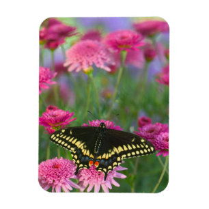 Imán Mariposa cola de golondrina negra en flor rosa osc