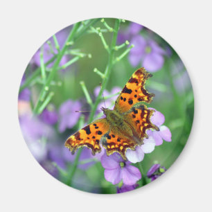 Imán Mariposa Comma