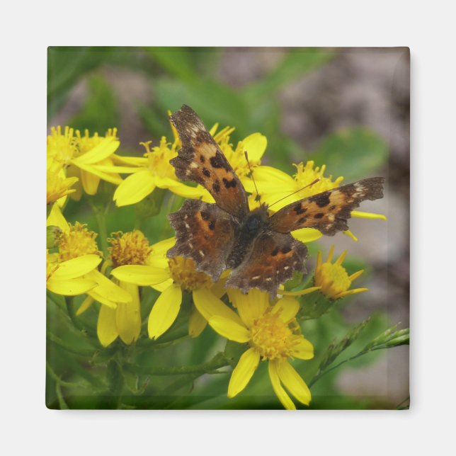 Imán Mariposa Comma en el Parque Nacional Glaciar (Frente)