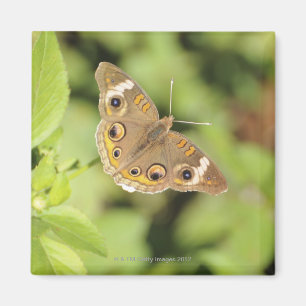 Imán Mariposa común del castaño de Indias, Junonia