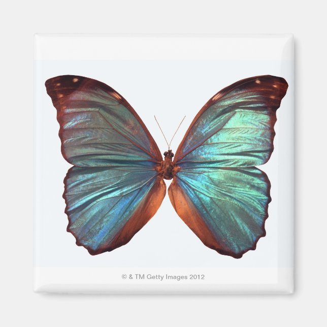 Imán Mariposa con alas esparcidas 2 (Frente)