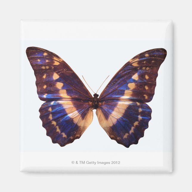 Imán Mariposa con alas esparcidas 3 (Frente)