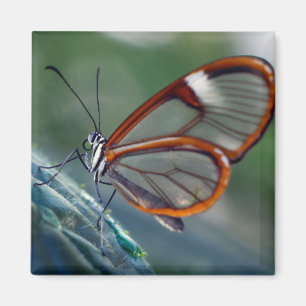 Imán mariposa costarricense