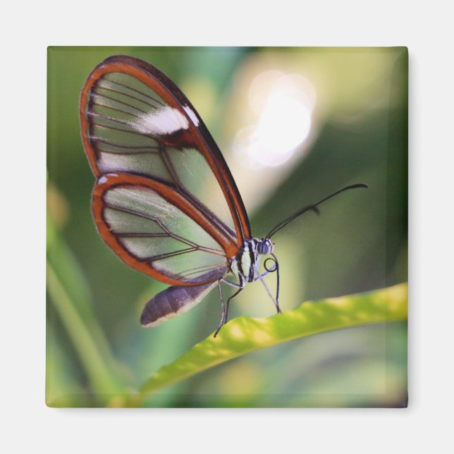 Imán mariposa costarricense (Frente)