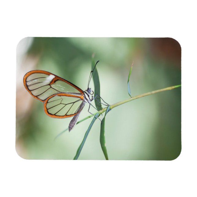 Imán Mariposa de ala clara encantadora (Horizontal)