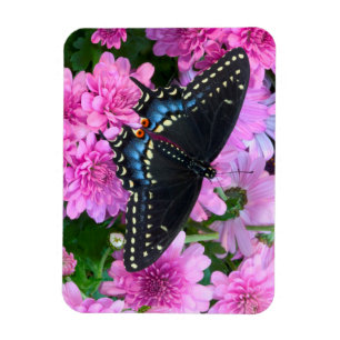 Imán Mariposa de Baltimore de Cuadros