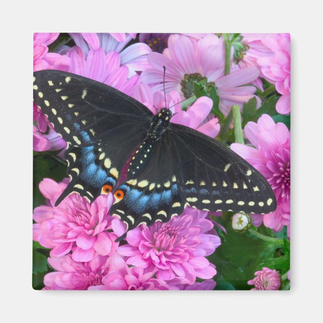 Imán Mariposa de Baltimore de Cuadros (Frente)