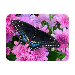 Imán Mariposa de Baltimore de cuadros