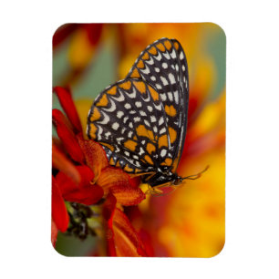 Imán Mariposa de Baltimore de Cuadros