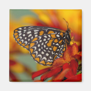 Imán Mariposa de Baltimore de lunares