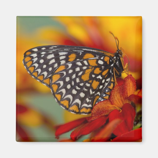 Imán Mariposa de Baltimore de lunares (Frente)