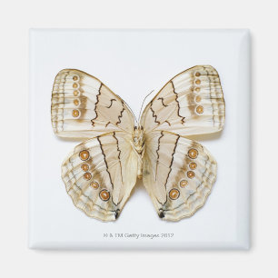 Imán Mariposa de Brown, visión de arriba