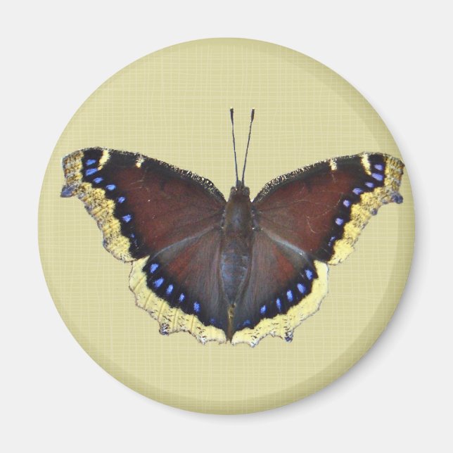 Imán Mariposa de capa de luto - Antiopa ninfalis (Frente)