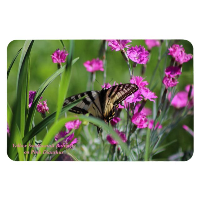 Imán Mariposa de cola cruda amarilla y Dianthus rosado (Horizontal)