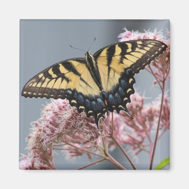 Imán Mariposa de cola cruda de tigre en flor rosa (Frente)