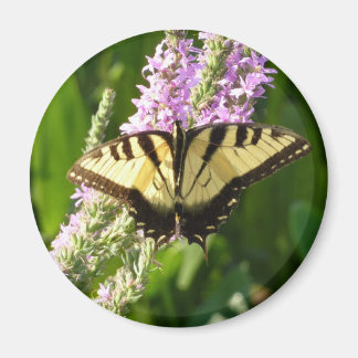 Imán Mariposa de cola cruda sobre flores silvestres mor